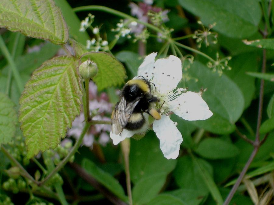 Carrellata di Bombus di varie specie